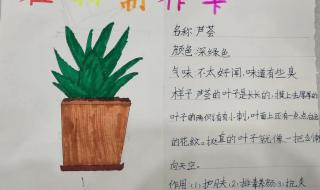 三年级观察植物做一张荷花记录卡,细看观察颜色形状姿态根茎叶等 三年级植物记录卡图片